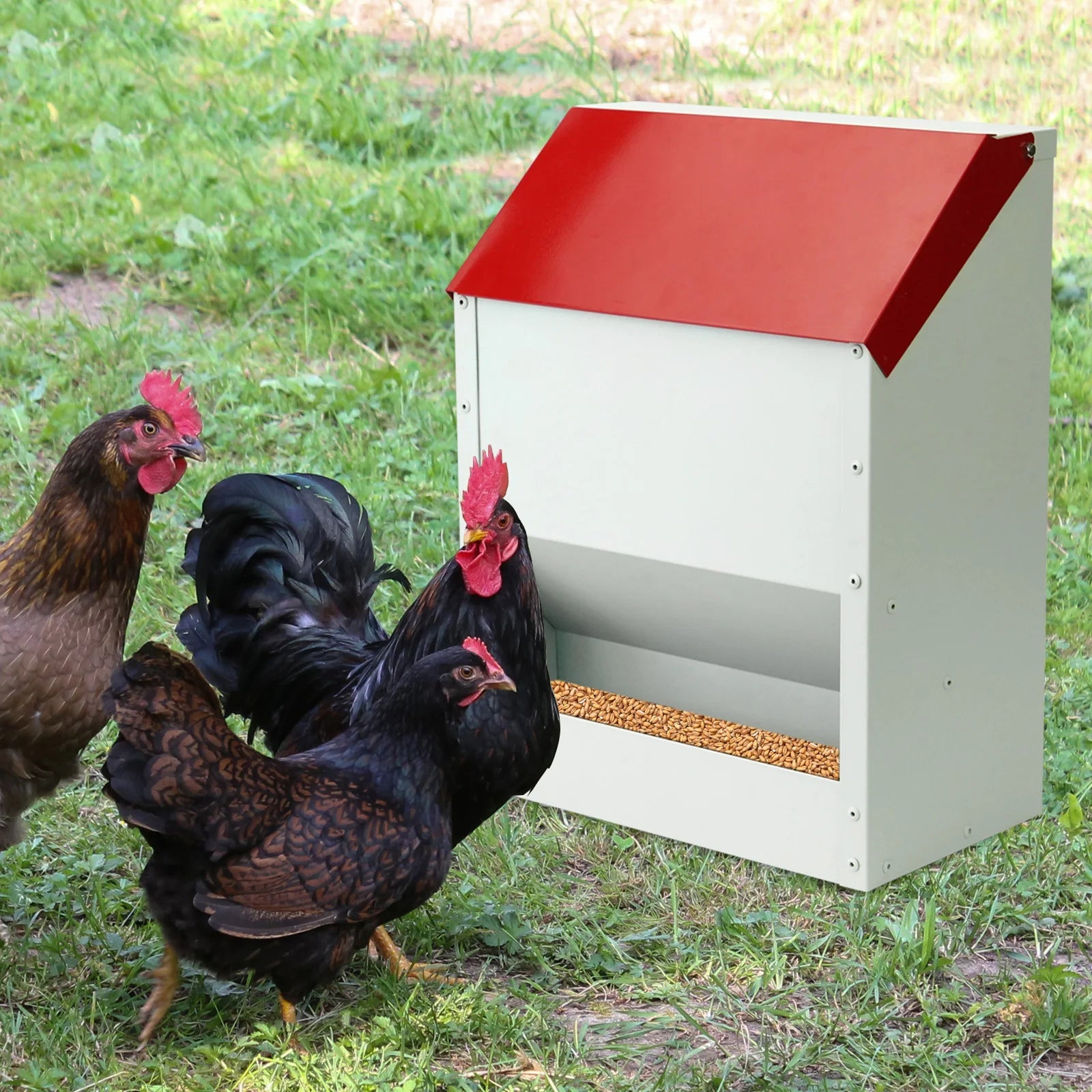 Flockixal Automatic Chicken Feeder
