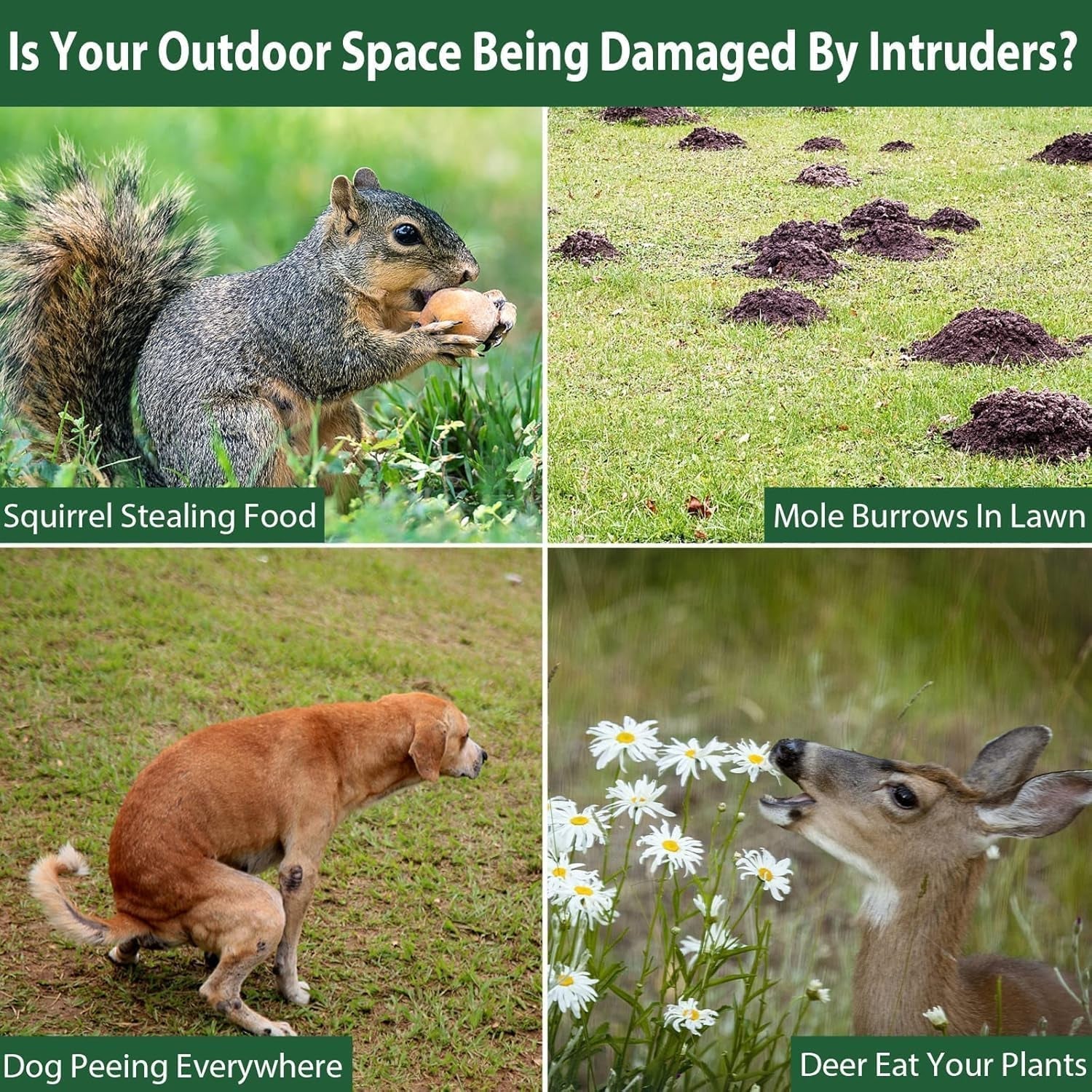 Guardixim Wild Hog Deterrent